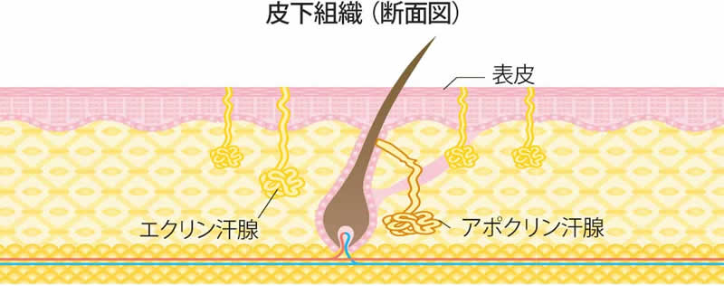 皮下組織断面図（エクリン汗腺・アポクリン汗腺）